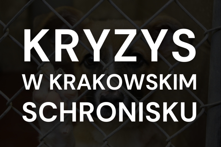Co się dzieje w krakowskim schronisku? Zaniedbania ze strony KTOZ przyczyną wielkiego kryzysu&nbsp;